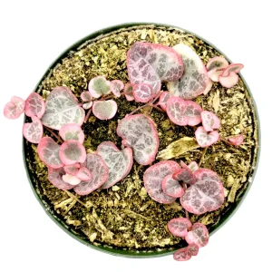 Ceropegia woodii Variegated String of Hearts Live Succulent Plant – Indoor Trailing Vine - Image 3