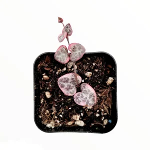 Ceropegia woodii Variegated String of Hearts Live Succulent Plant – Indoor Trailing Vine - Image 4