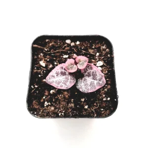 Ceropegia woodii Variegated String of Hearts Live Succulent Plant – Indoor Trailing Vine - Image 7