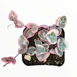Ceropegia woodii Variegated String of Hearts Live Succulent Plant – Indoor Trailing Vine - Image 9
