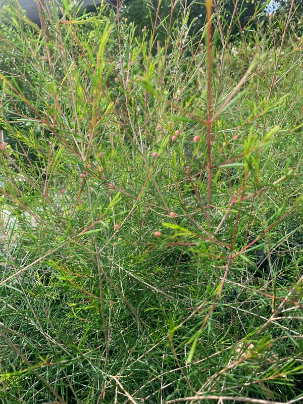 Chamelaucium Waxflower 'Purple Pride' Live Plant 1-2 ft Tall in 6" Pot - Image 3