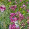 Chamelaucium Waxflower 'Purple Pride' Live Plant 1-2 ft Tall in 6" Pot - Image 1