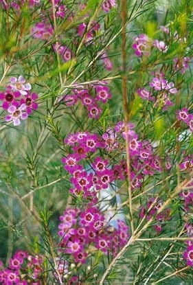 Chamelaucium Waxflower 'Purple Pride' Live Plant 1-2 ft Tall in 6" Pot - Image 1