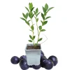 Chandler Blueberry Live Plant – 1 Quart Pot – 10-12" Tall – Largest Blueberries - Image 1