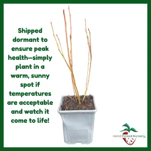 Chandler Blueberry Live Plant – 1 Quart Pot – 10-12