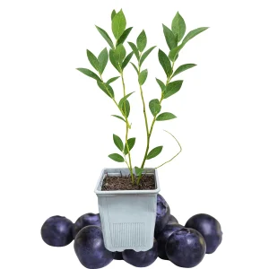 Chandler Blueberry Live Plant – 1 Quart Pot – 10-12