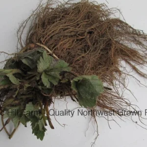Chandler Strawberry Bare Root Plants - Sweet June Bearing, Great for Southern Areas - Image 1