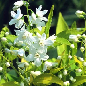 Chardonnay Pearls Deutzia gracilis Live Plant - 4 inch Pot, Fragrant Flowers - Image 1
