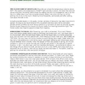 Charisma Amaryllis Bulb - White & Red Trumpet Blooms - 24/26cm Bulb - Image 3