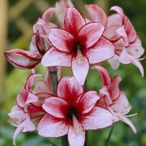 Charisma Amaryllis Bulb - White & Red Trumpet Blooms - 24/26cm Bulb - Image 4