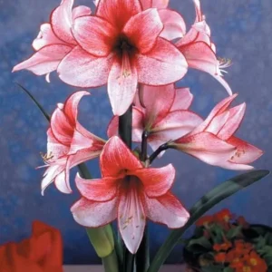 Charisma Amaryllis Bulb - White & Red Trumpet Blooms - 24/26cm Bulb - Image 5