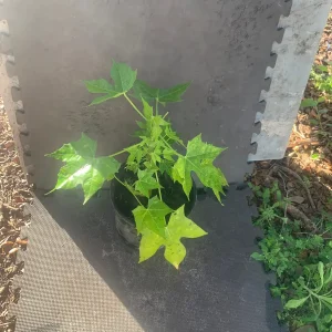 Chaya Plant Live - Mexican Spinach Leafy Green Vegetable in 4