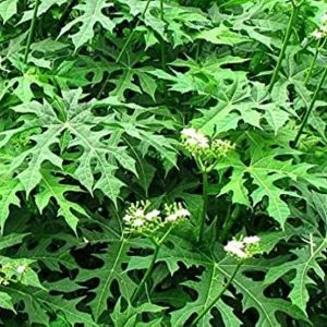 Chaya Plant Live - Mexican Spinach Leafy Green Vegetable in 4