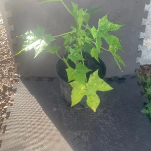 Chaya Plant Live - Mexican Spinach Leafy Green Vegetable in 4