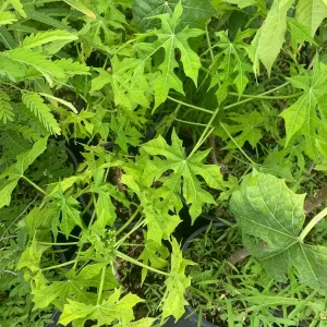 Chaya Plant Live - Mexican Spinach Leafy Green Vegetable in 4