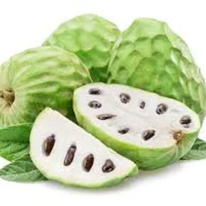 Cherimoya Live Plant – Tropical Fruit Tree – 1 Gallon, 16–22 Inches – Annona cherimola - Image 1
