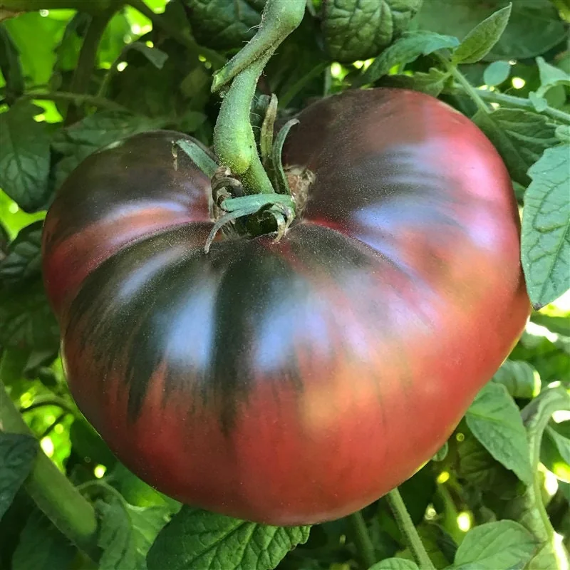 Cherokee Purple Tomato Seeds - Heirloom, NON-GMO, Indeterminate, 90 Days - Image 2