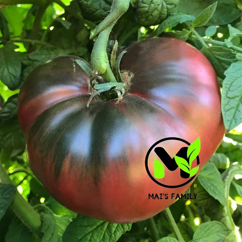 Cherokee Purple Tomato Seeds - Heirloom, NON-GMO, Indeterminate Variety - Image 2