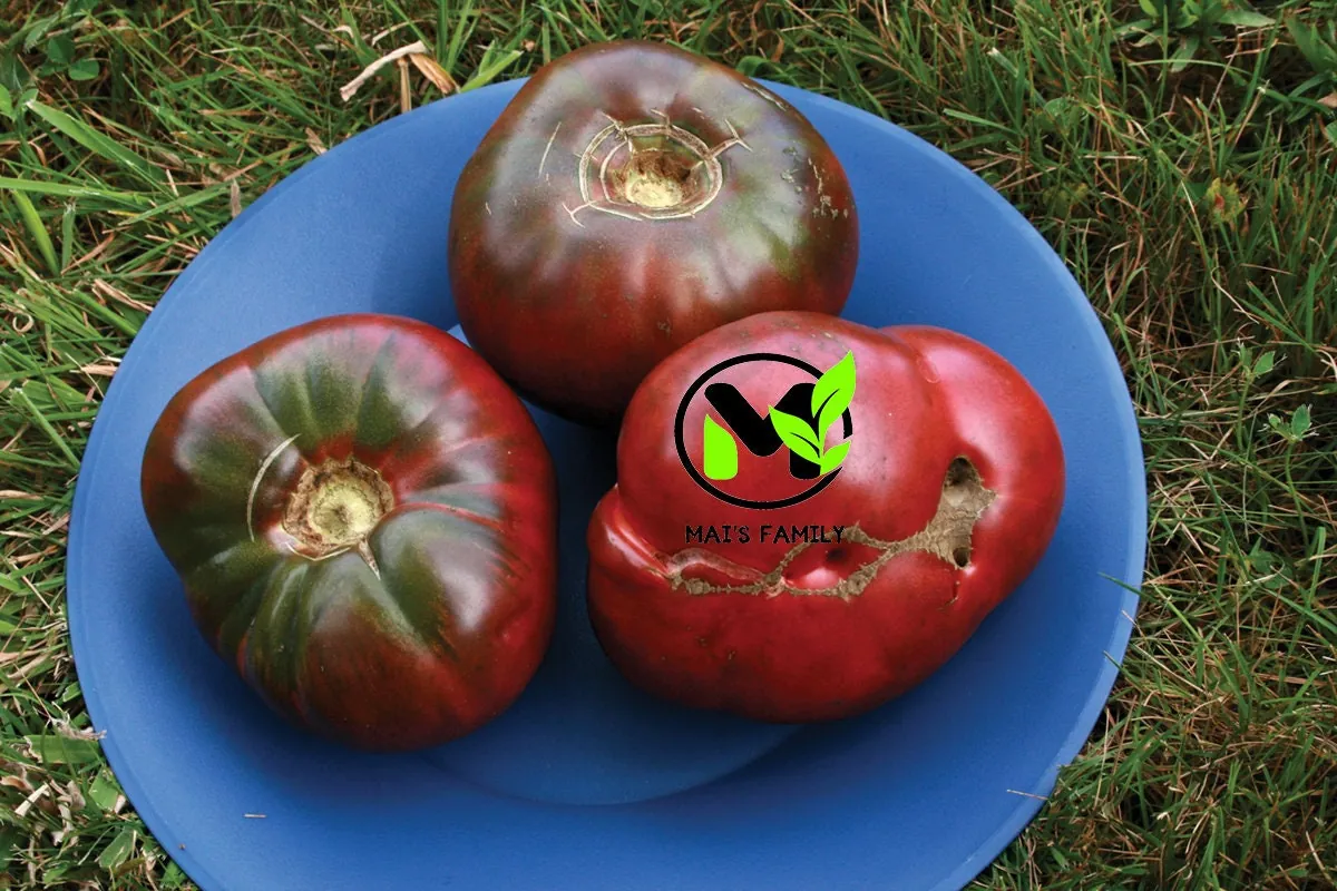 Cherokee Purple Tomato Seeds - Heirloom, NON-GMO, Indeterminate Variety - Image 3
