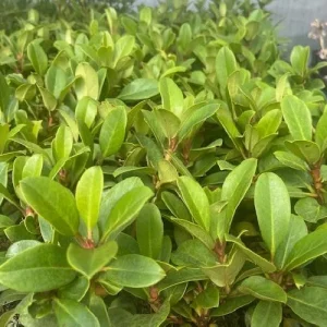 Cherry Cheesecake Rhododendron Live Plant - Evergreen Shrub - 4 inch Pot - Image 4