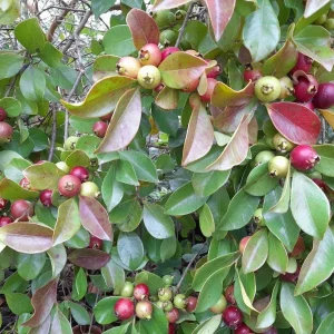 Cherry Guava Live Plant 4in Pot - Tropical Edible Fruit Tree - Image 2