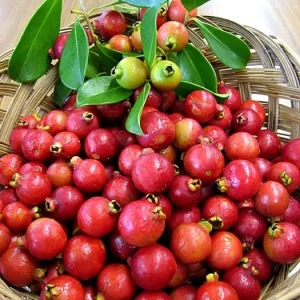 Cherry Guava Live Plant 4in Pot - Tropical Edible Fruit Tree - Image 3