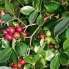 Cherry Guava Live Plant 4in Pot - Tropical Edible Fruit Tree - Image 1