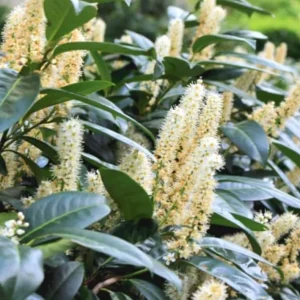 Cherry Laurel Live Plants – Set of 2 Seedlings, 6-12" Tall, Outdoor Evergreen - Image 2