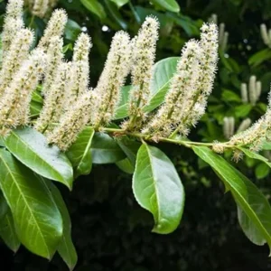 Cherry Laurel Live Plants – Set of 2 Seedlings, 6-12