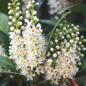 Cherry Laurel Live Plants – Set of 2 Seedlings, 6-12