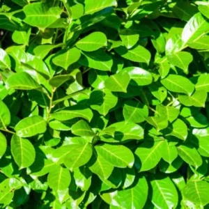 Cherry Laurel Live Plants – Set of 2 Seedlings, 6-12