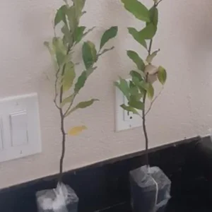 Cherry Laurel Live Plants – Set of 2 Seedlings, 6-12