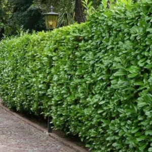 Cherry Laurel Live Plants – Set of 2 Seedlings, 6-12