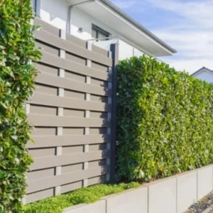 Cherry Laurel Live Plants – Set of 2 Seedlings, 6-12