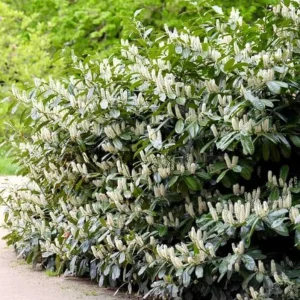 Cherry Laurel Live Plants – Set of 2 Seedlings, 6-12" Tall, Outdoor Evergreen - Image 1