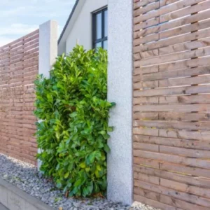 Cherry Laurel Live Plants – Set of 2 Seedlings, 6-12