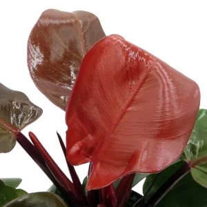 Cherry Red Philodendron Live Plant – 6 inch Pot – Indoor Houseplant - Image 3