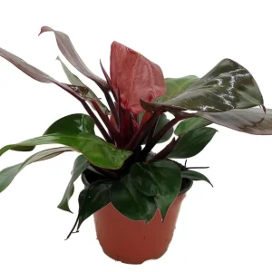Cherry Red Philodendron Live Plant – 6 inch Pot – Indoor Houseplant - Image 4