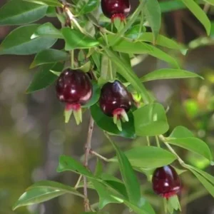 Cherry Rio Grande Live Plant – 8-10in Tall Half Gallon Pot – Tropical Fruit Tree - Image 2