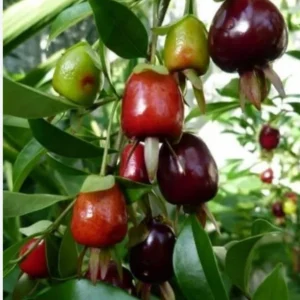 Cherry Rio Grande Live Plant – 8-10in Tall Half Gallon Pot – Tropical Fruit Tree - Image 3
