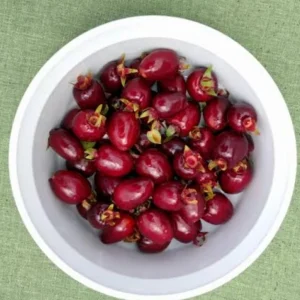 Cherry Rio Grande Live Plant – 8-10in Tall Half Gallon Pot – Tropical Fruit Tree - Image 4