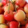 Cherry Tree Bundle – Bing and Rainier Cherry – Live Plant – 3 ft Tall – Outdoor - Image 1
