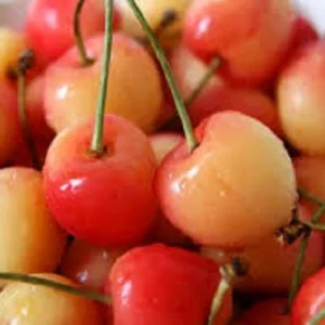 Cherry Tree Bundle – Bing and Rainier Cherry – Live Plant – 3 ft Tall – Outdoor - Image 1