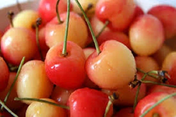 Cherry Tree Bundle – Bing and Rainier Cherry – Live Plant – 3 ft Tall – Outdoor - Image 1