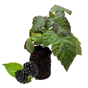 Chester Blackberry Plant – Thornless Berry – 1 Plug – Winter Hardy Live Plant - Image 1