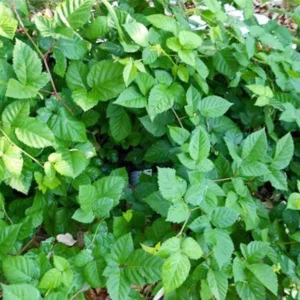 Chester Thornless Blackberry Live Plant - Rubus fruticosus 'Chester' - 1 Starter Plug - Image 7