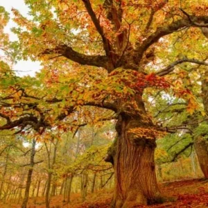 Chestnut Oak Live Plant - Quercus montana Seedling Quart Pot - USDA Zones 3-9 - Image 1