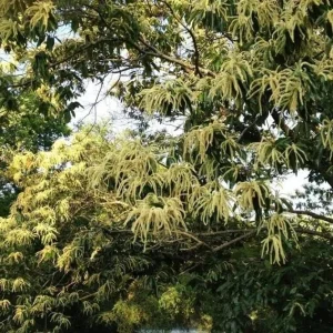 Chestnut Oak Tree Live Plant – Quart Pot – Ready-to-Grow Seedling – USDA Zones 3-9 - Image 10