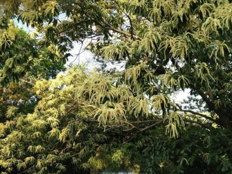 Chestnut Oak Tree Live Plant – Quart Pot – Ready-to-Grow Seedling – USDA Zones 3-9 - Image 10