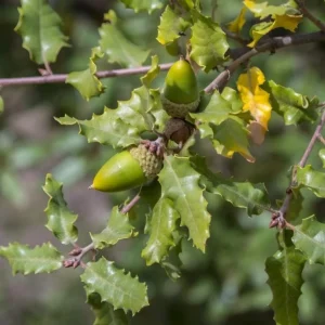 Chestnut Oak Tree Live Plant – Quart Pot – Ready-to-Grow Seedling – USDA Zones 3-9 - Image 2